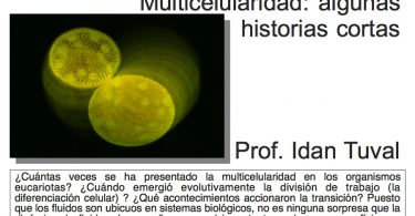 Cartel de la Conferencia: La Física y la Biología de la multicelularidad.